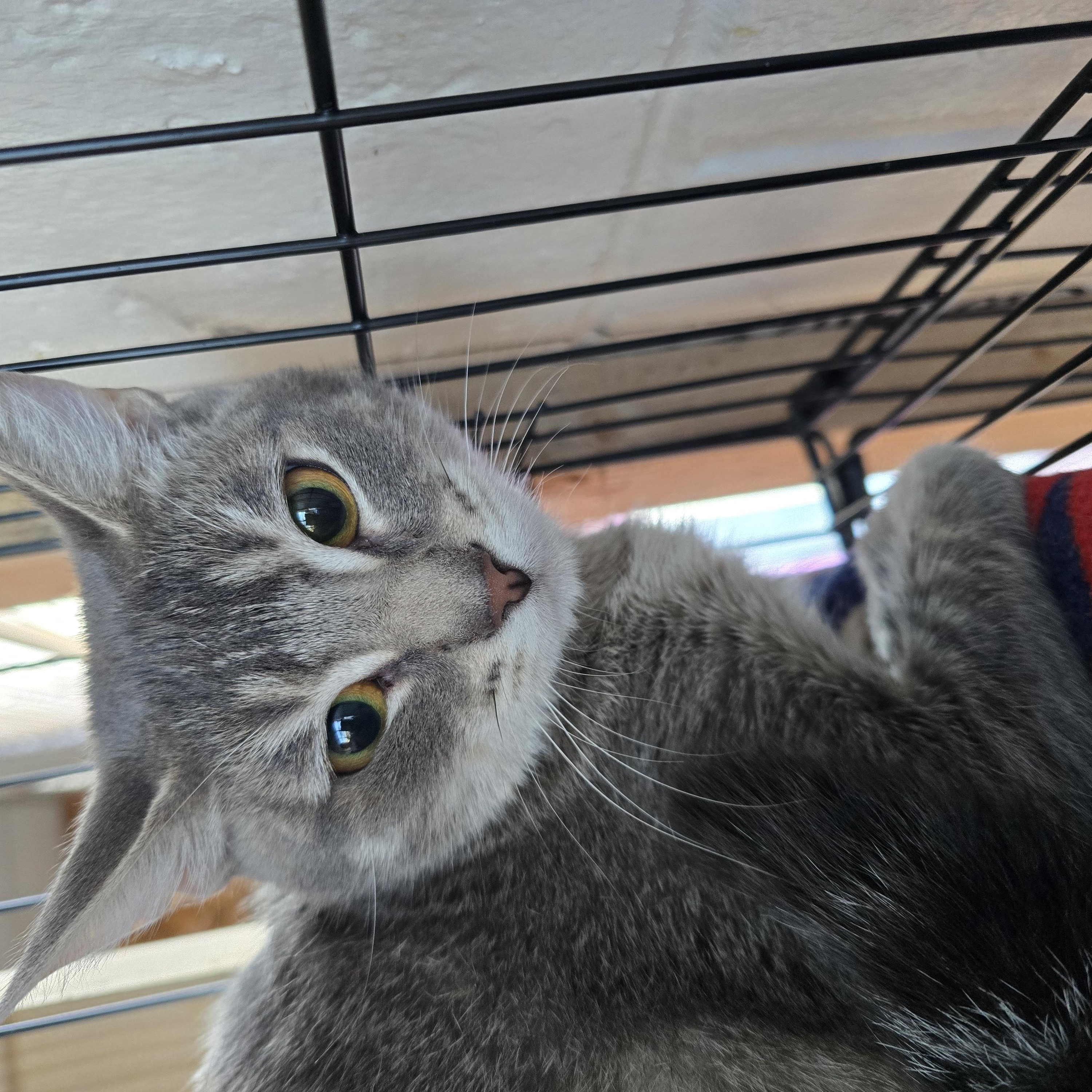 Enlarge Belle, a ADOPTABLE Abyssinian in Orange, CA image 4/4