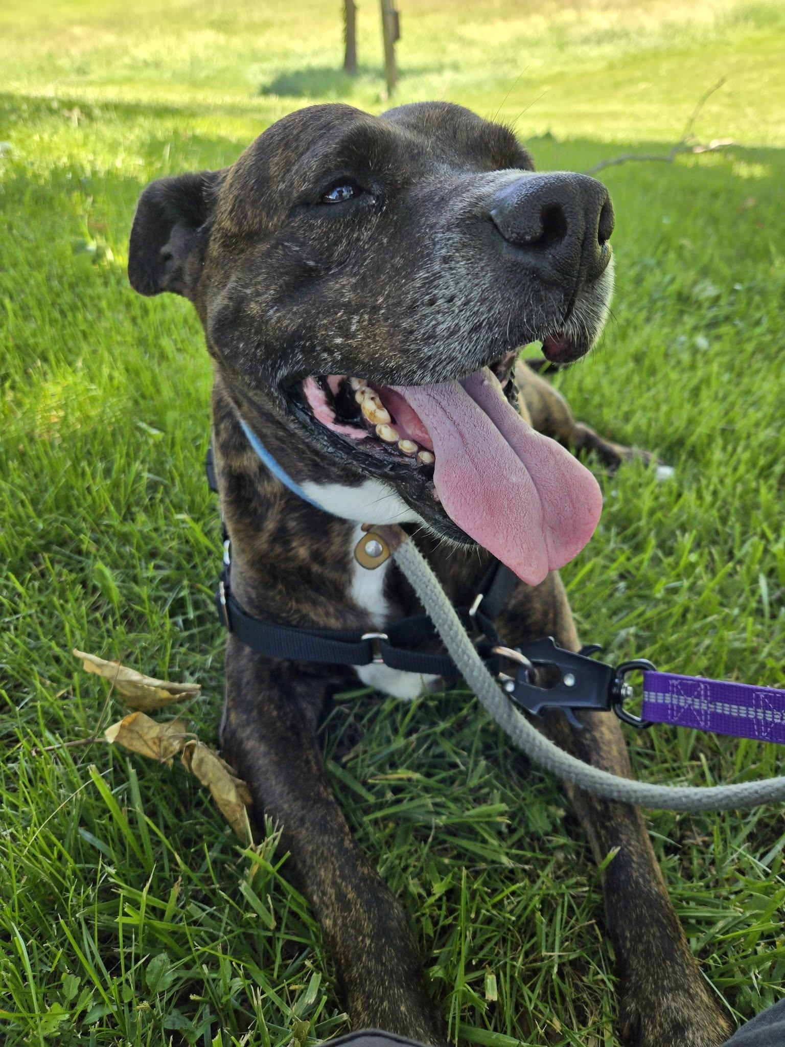 Barkley, adoptable, Adult Male Terrier.