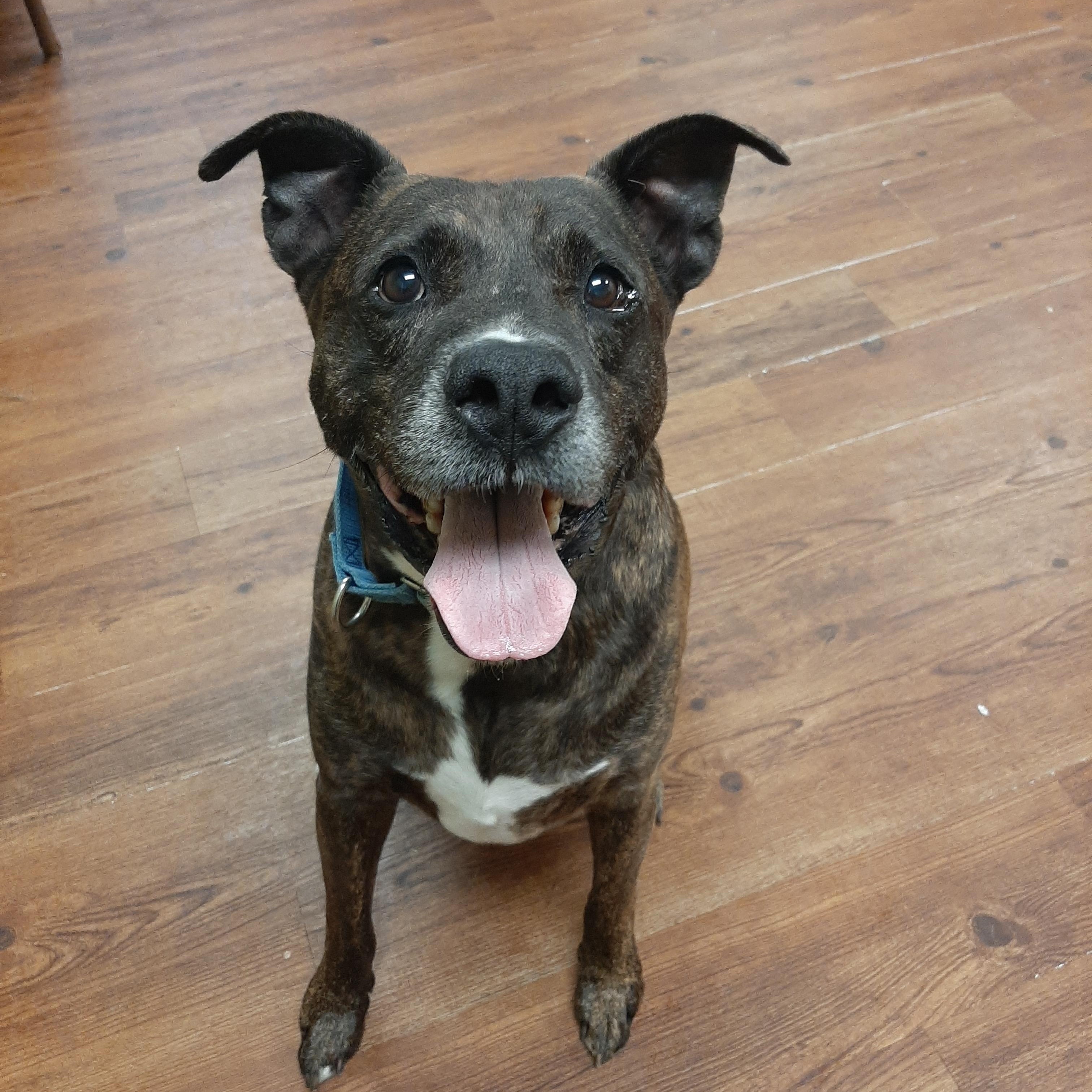 Barkley, an adoptable mixed breed in Lake Odessa, MI image 2/6