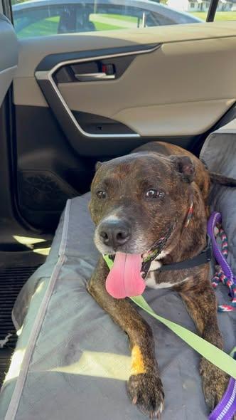Barkley, an adoptable mixed breed in Lake Odessa, MI image 4/6