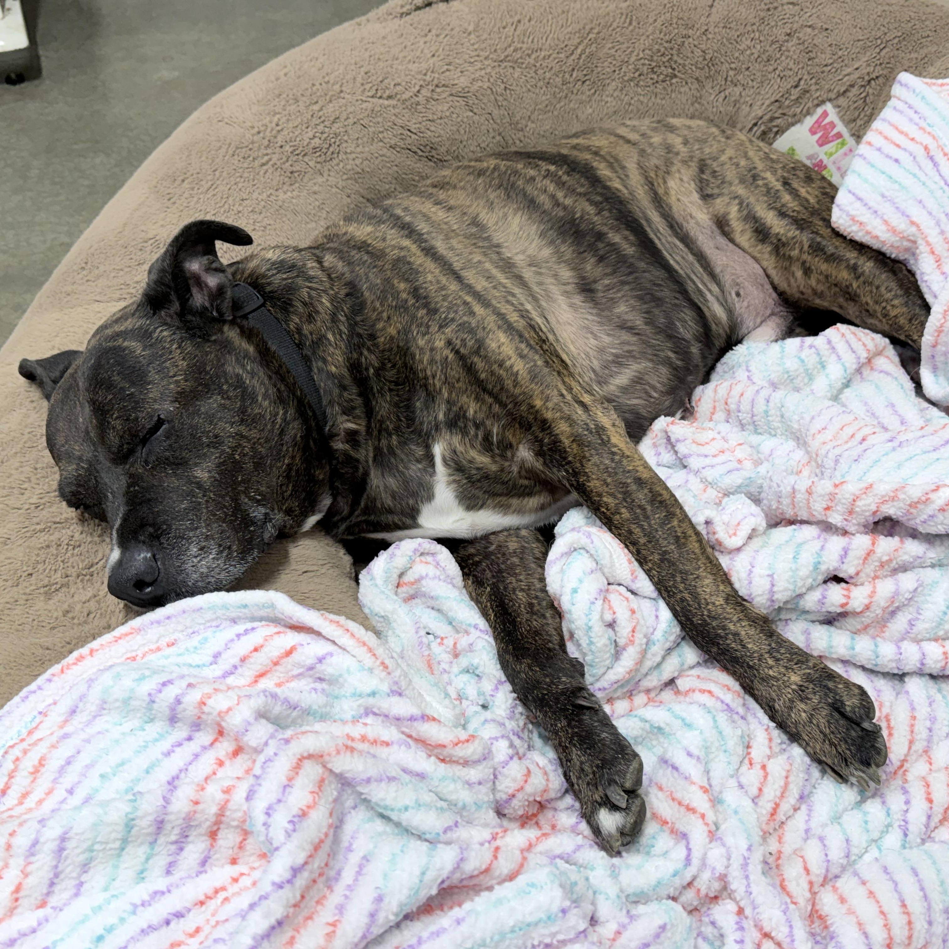 Barkley, an adoptable mixed breed in Lake Odessa, MI image 5/6