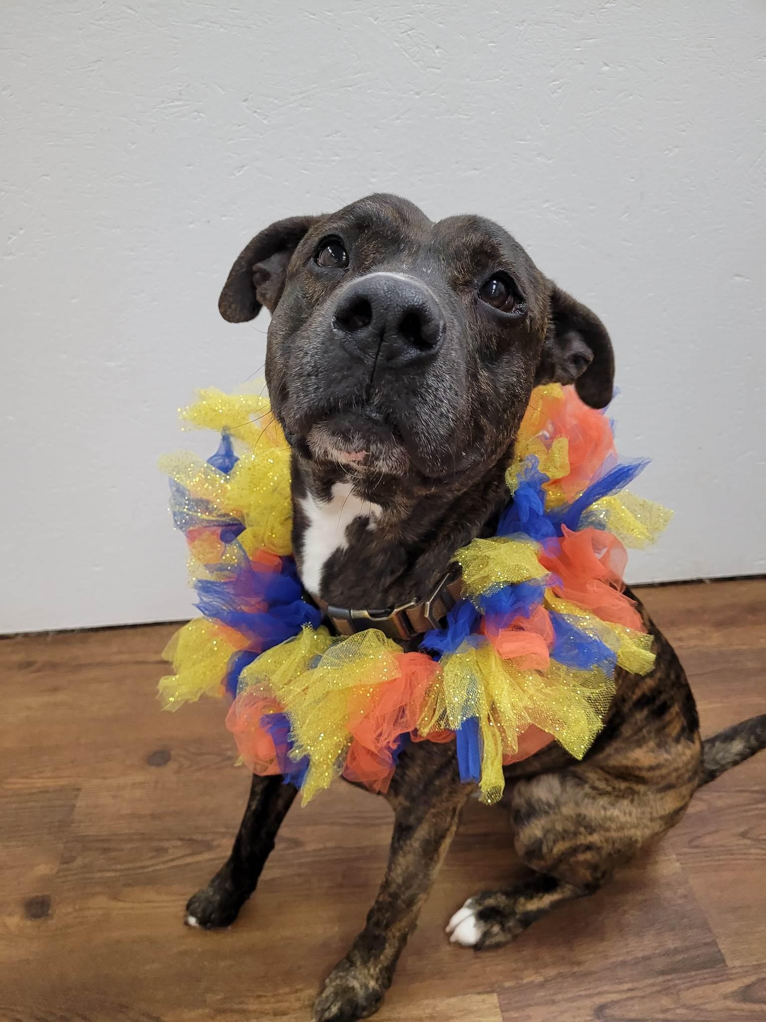 Barkley, an adoptable mixed breed in Lake Odessa, MI image 6/6