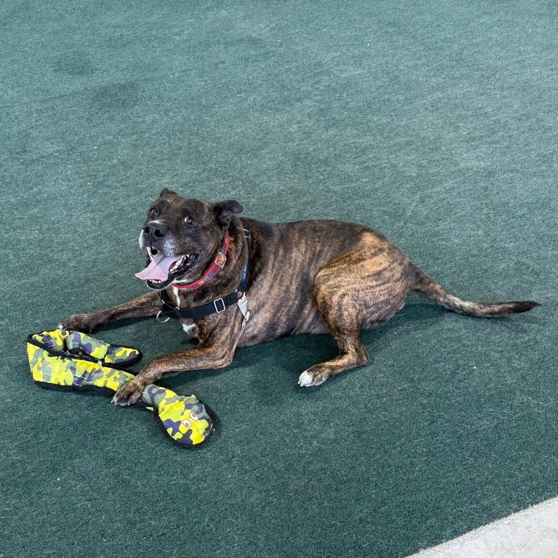 Barkley, an adoptable mixed breed in Lake Odessa, MI image 3/6