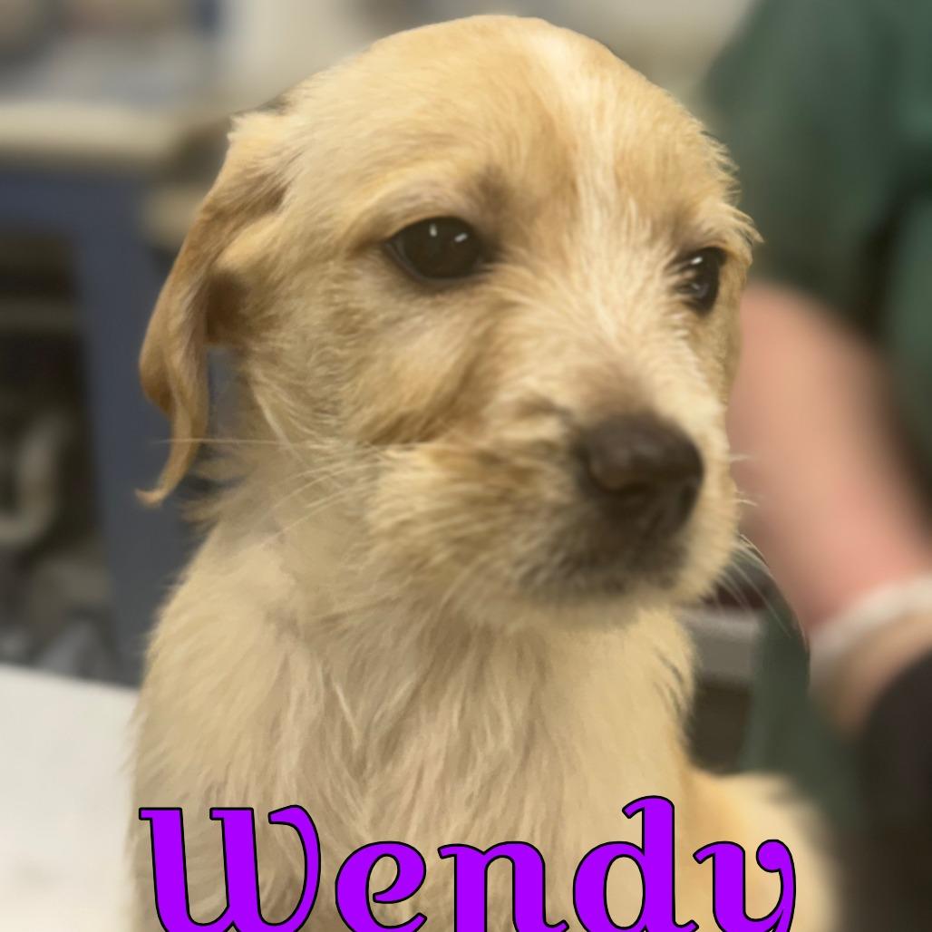 Enlarge Wendy, a Adoptable mixed breed in Wappingers Falls, NY image 2/3