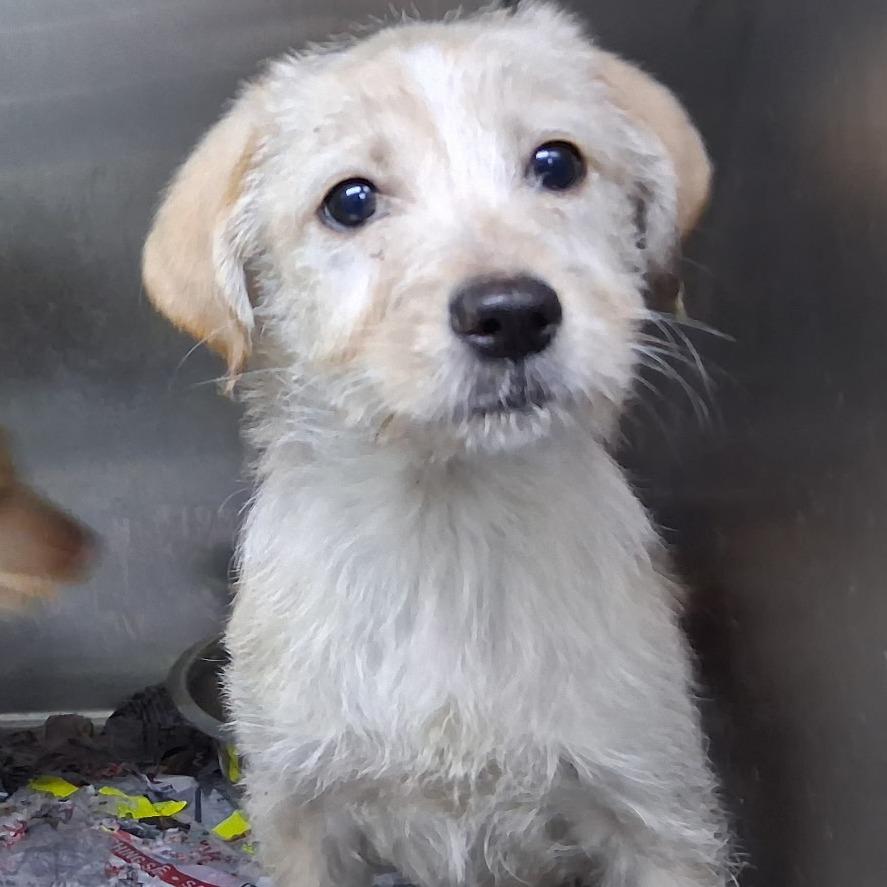 Enlarge Wendy, a Adoptable mixed breed in Wappingers Falls, NY image 3/3