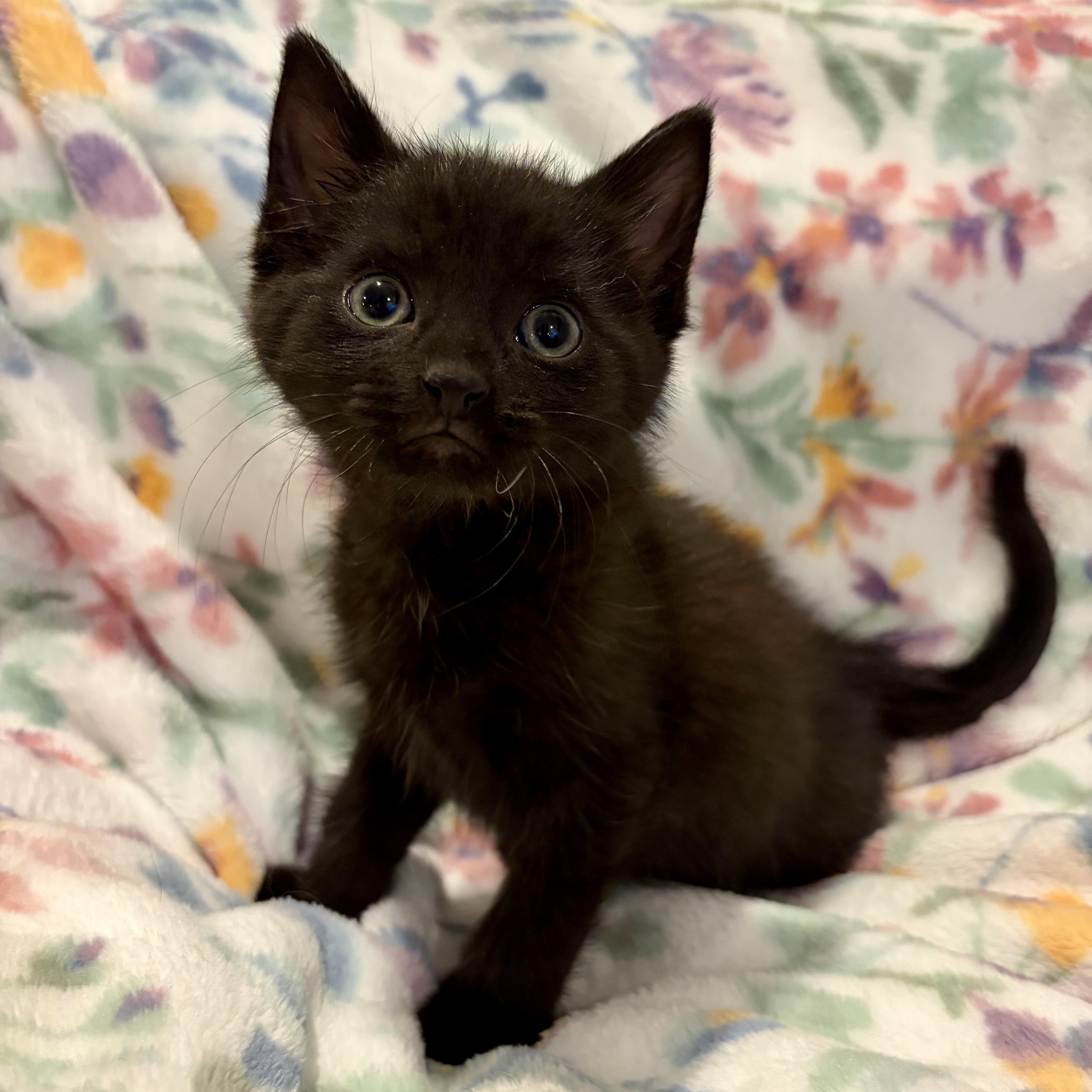 Panther, ADOPTABLE, Kitten Male Siamese & Domestic Short Hair.