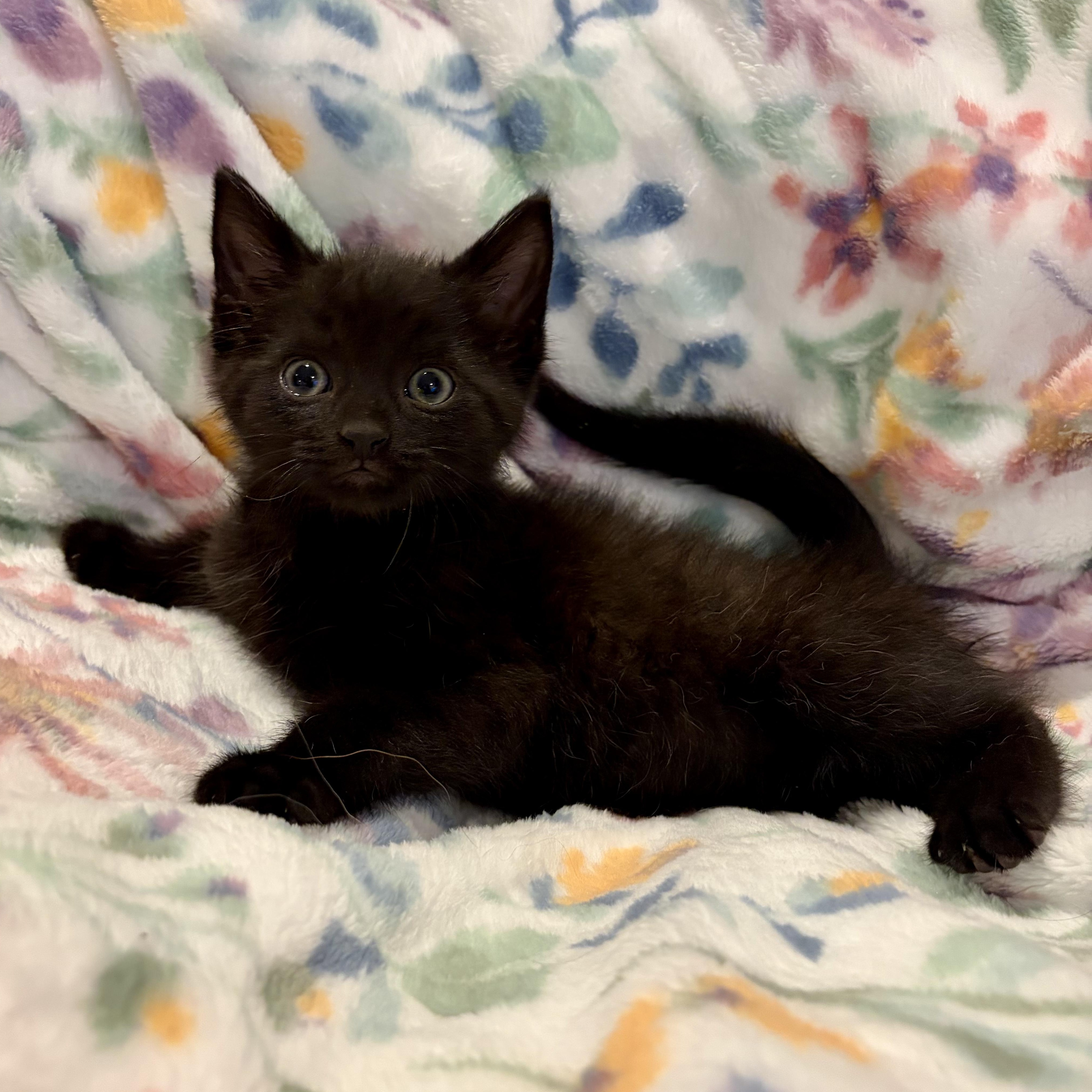 Panther, a ADOPTABLE mixed breed in Murphysboro, IL image 3/3
