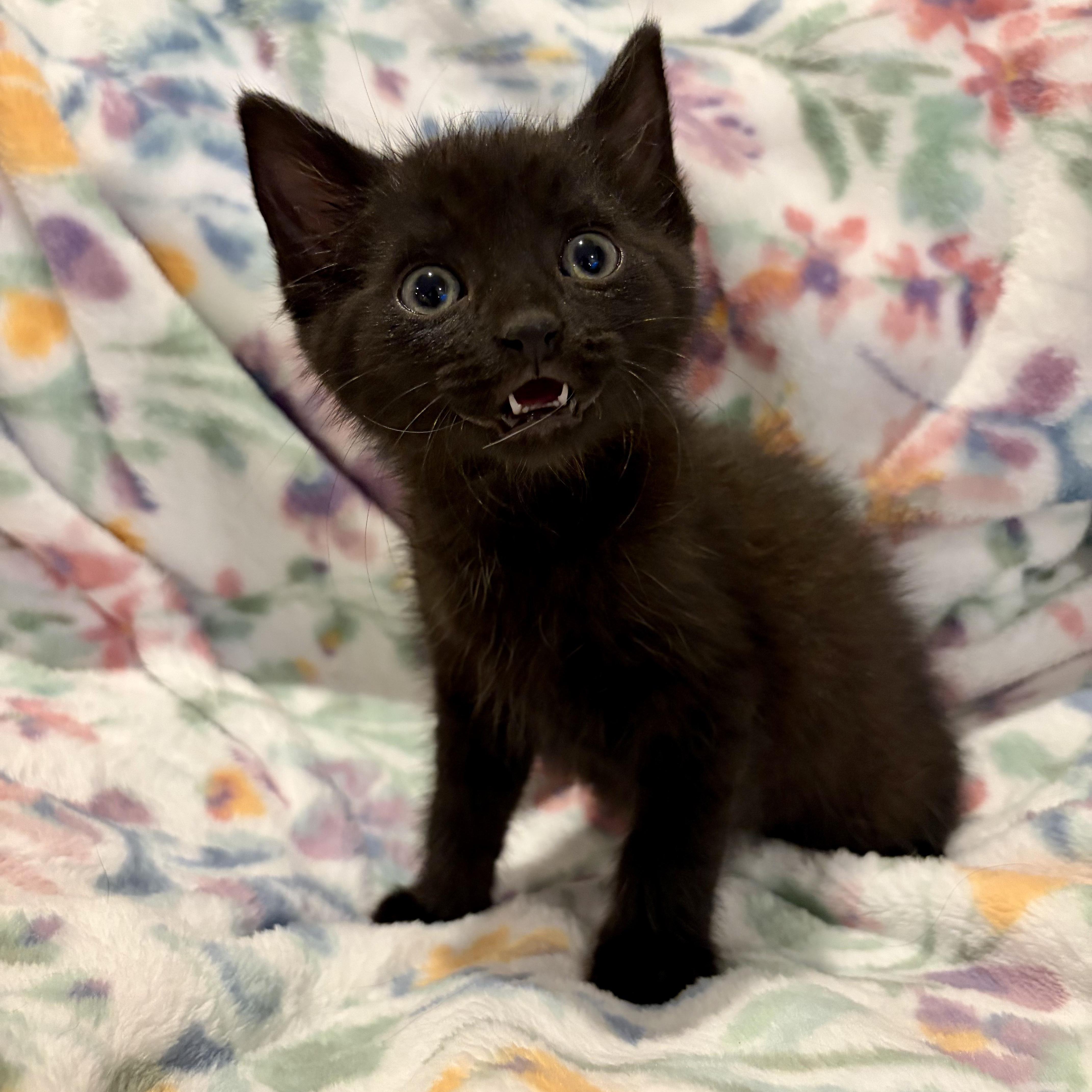 Panther, a ADOPTABLE mixed breed in Murphysboro, IL image 2/3