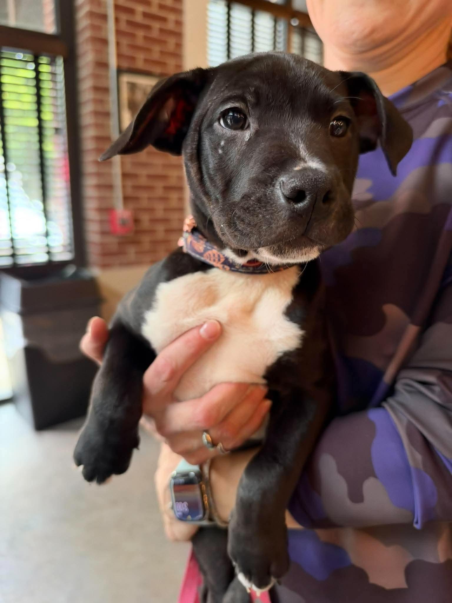 Enlarge Snickers  Candy Litter (Trixie mom), a Adoptable mixed breed in Holly Springs, NC image 1/3