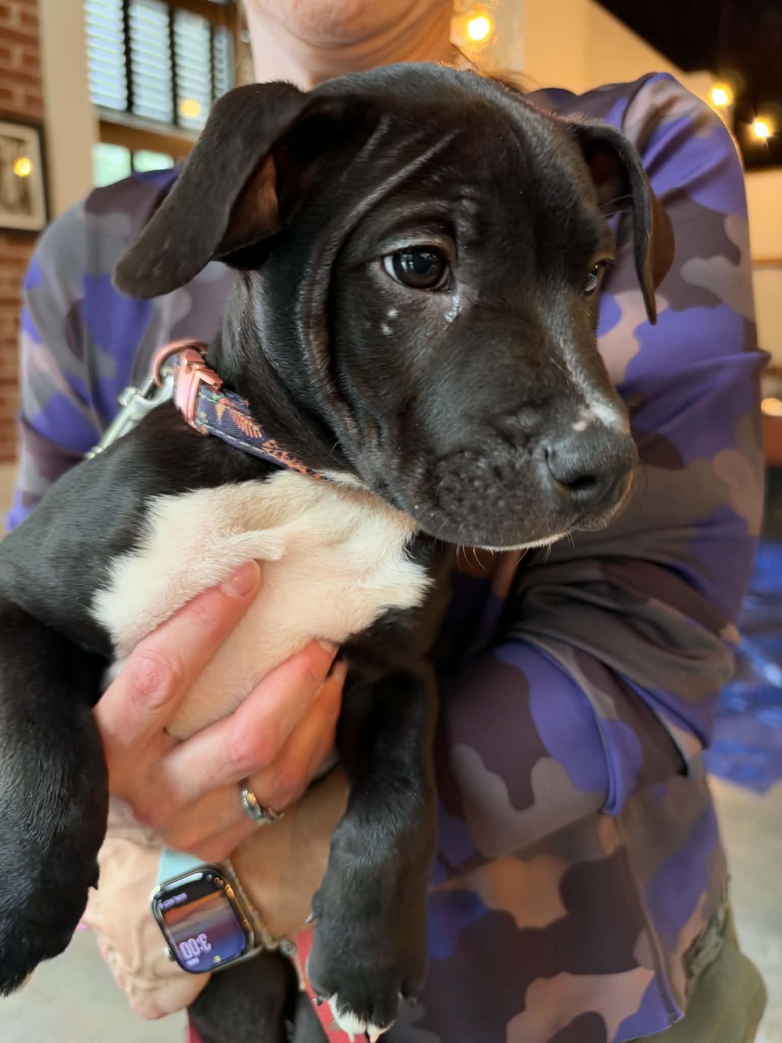 Enlarge Snickers  Candy Litter (Trixie mom), a Adoptable mixed breed in Holly Springs, NC image 2/3