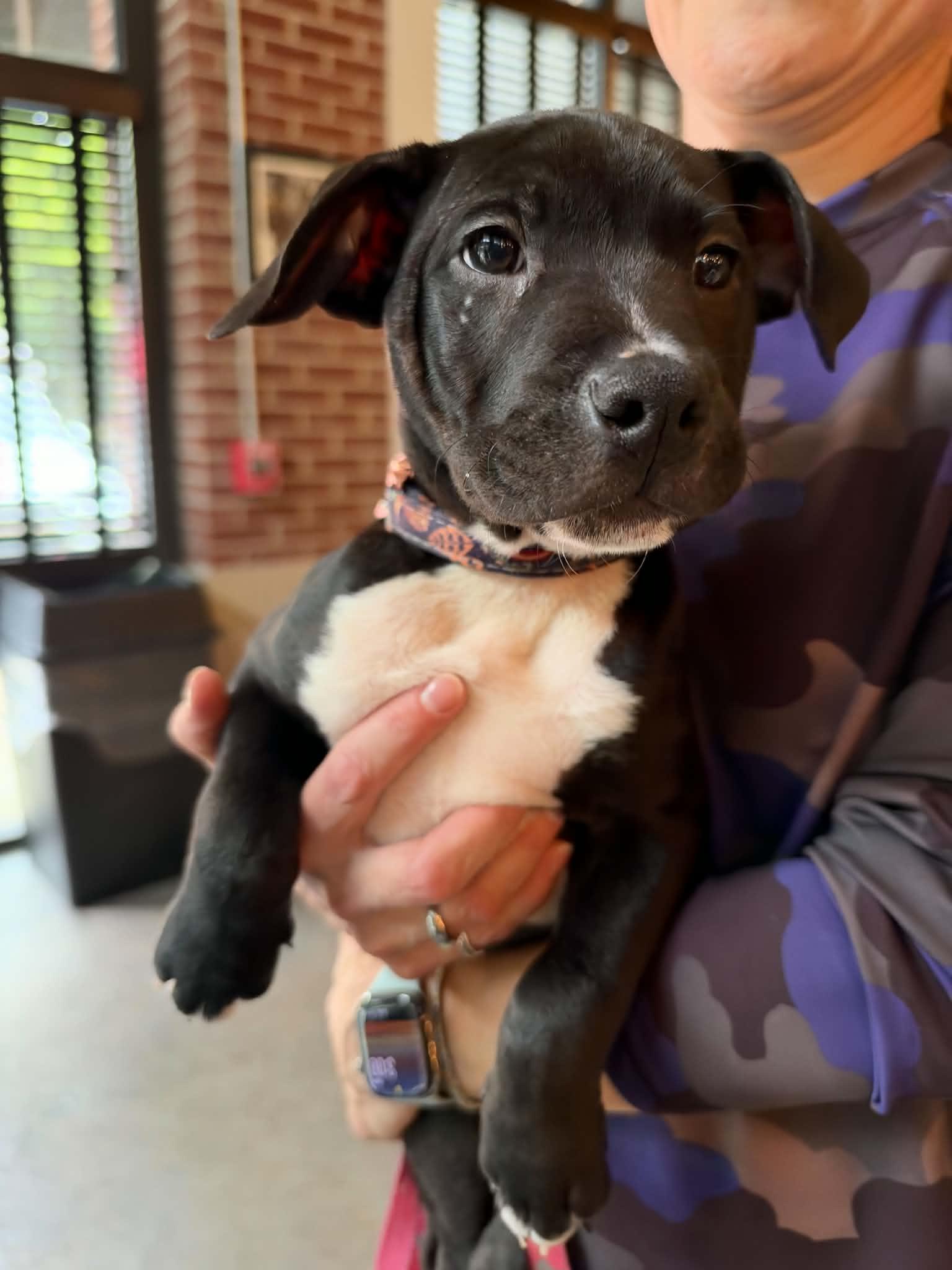 Enlarge Snickers  Candy Litter (Trixie mom), a Adoptable mixed breed in Holly Springs, NC image 3/3