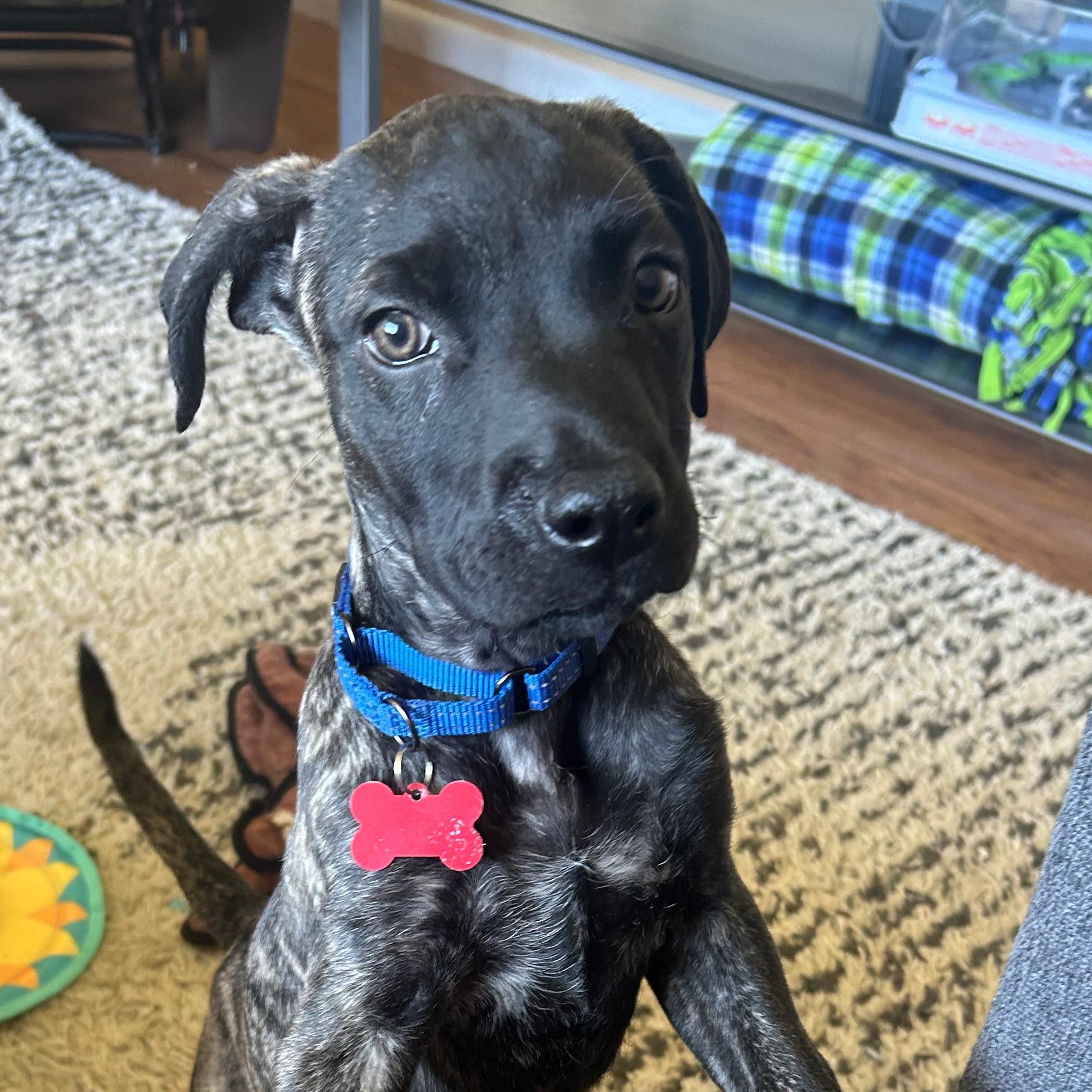 Journey, an adopted mixed breed in Baltimore, MD image 1/6