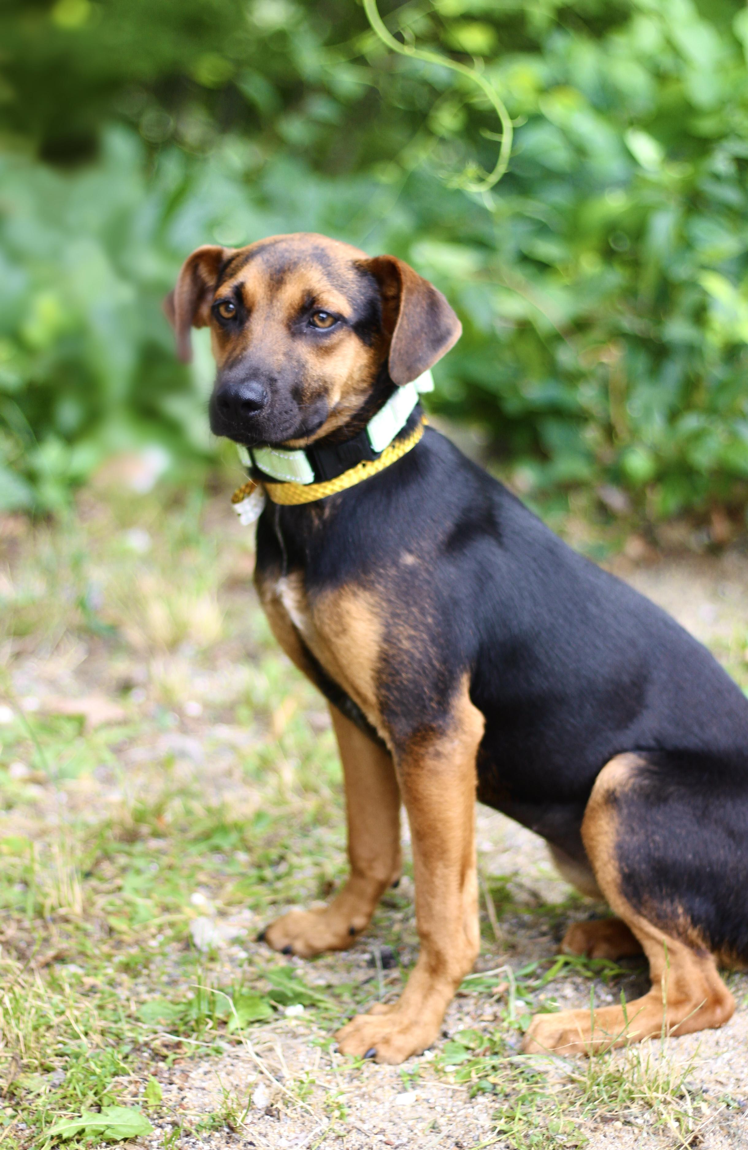 Enlarge Uzi in NH. Come Meet our Adoptable Dogs Wednesday-Saturday. More info in Bio, a ADOPTABLE mixed breed in Manchester, NH image 2/2