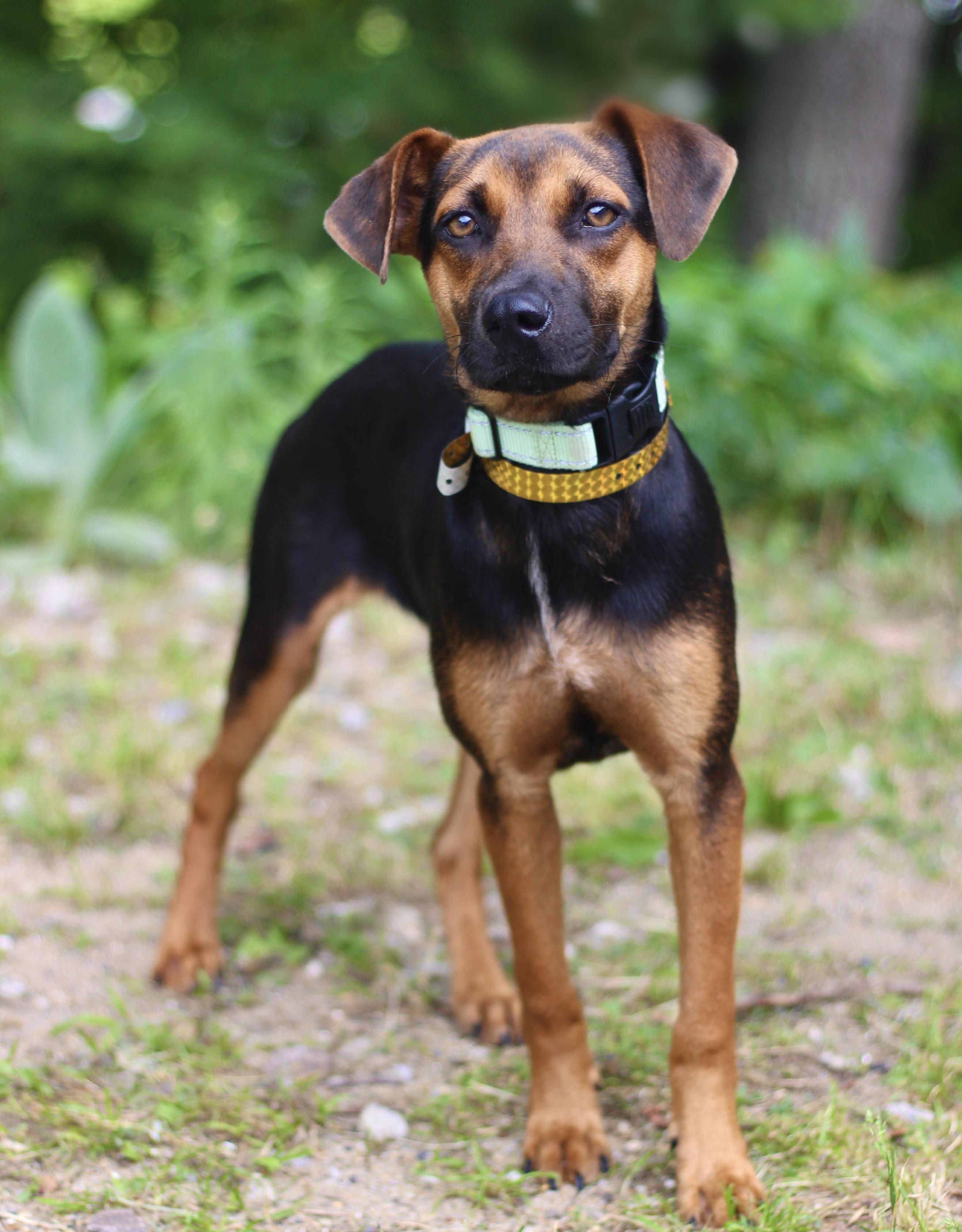 Enlarge Uzi in NH. Come Meet our Adoptable Dogs Wednesday-Saturday. More info in Bio, a ADOPTABLE mixed breed in Manchester, NH image 1/2