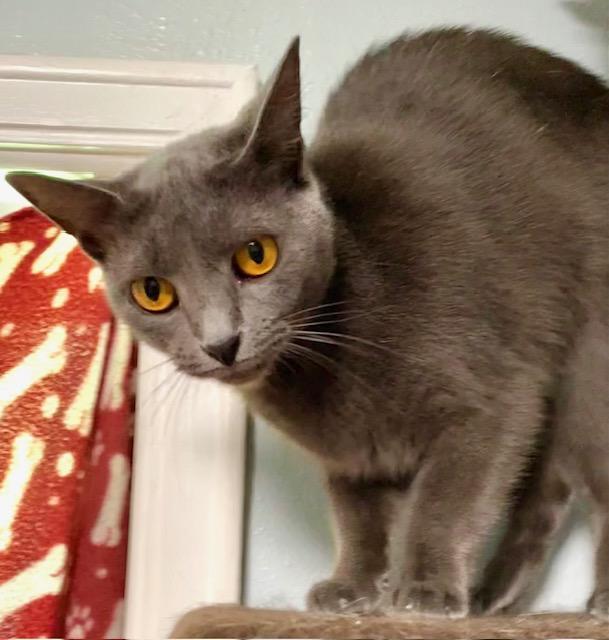 Cat for adoption - Frida, a Domestic Short Hair in