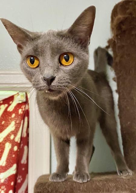 Cat for adoption - Frida, a Domestic Short Hair in