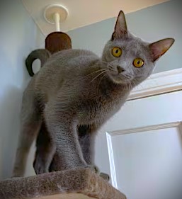 Enlarge Frida, a Adoptable Domestic Short Hair in Chattanooga, TN image 2/5