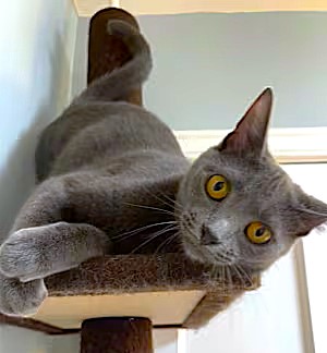 Enlarge Frida, a Adoptable Domestic Short Hair in Chattanooga, TN image 5/5