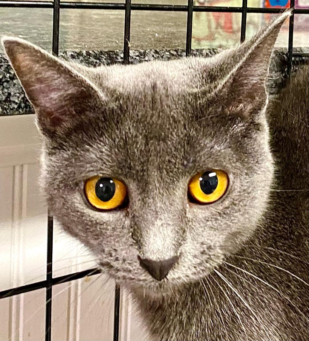 Enlarge Frida, a Adoptable Domestic Short Hair in Chattanooga, TN image 4/5