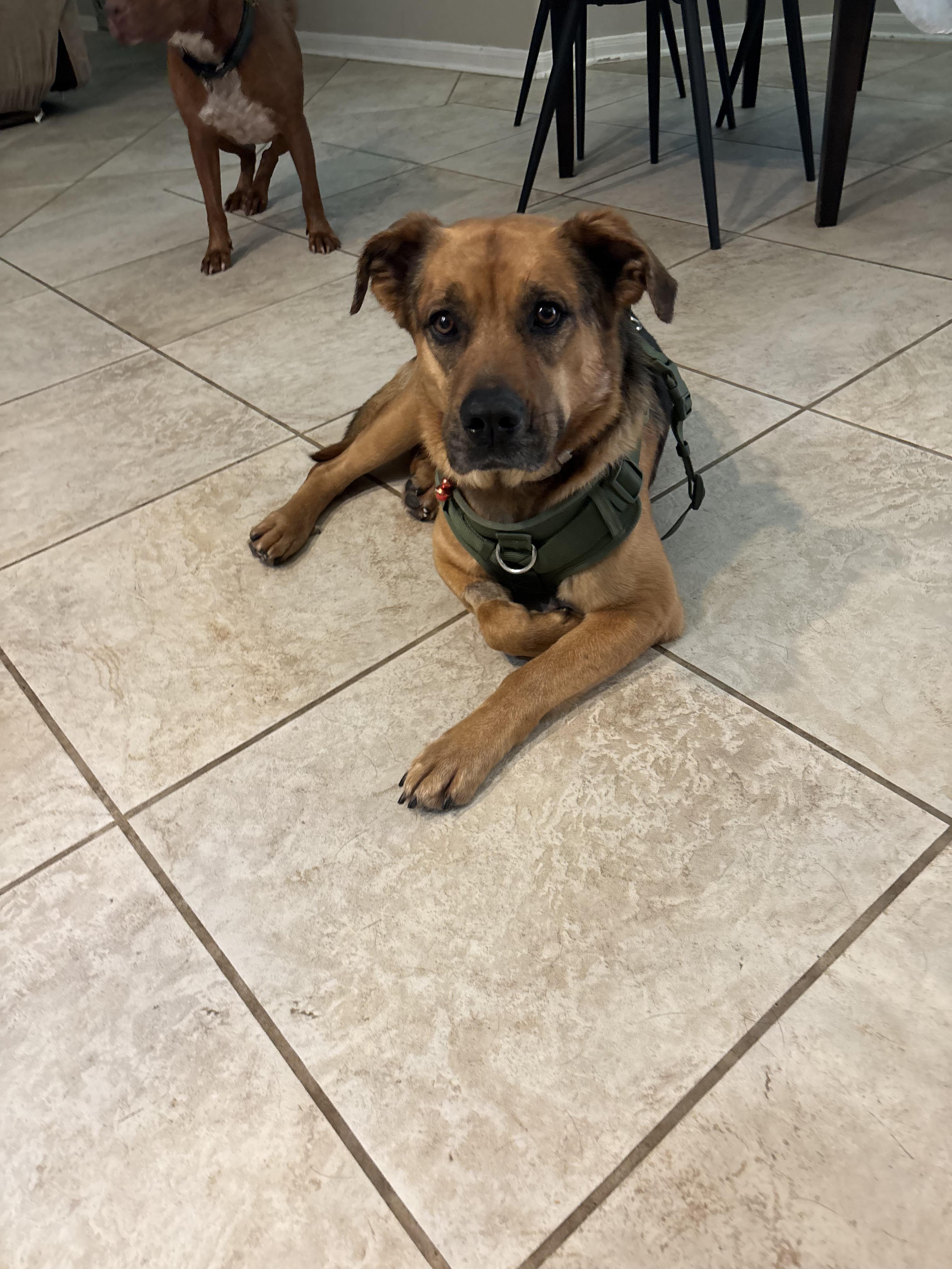 Slinky (low maintenance, super friendly, sweet, great with kids, house trained), adopted, Young Male German Shepherd Dog.