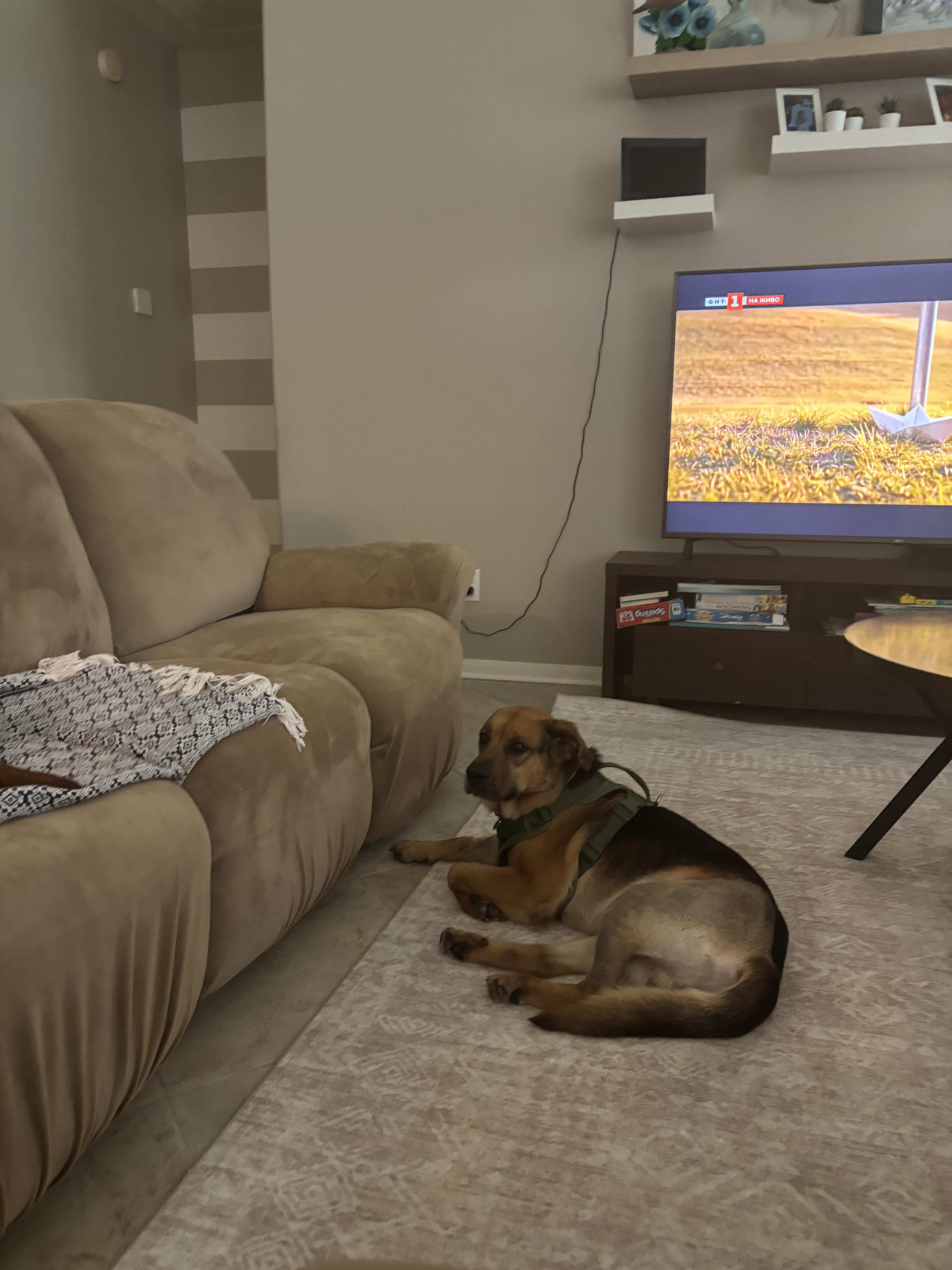 Enlarge Slinky (low maintenance, super friendly, sweet, great with kids, house trained), an adopted mixed breed in Overland Park, KS image 2/6