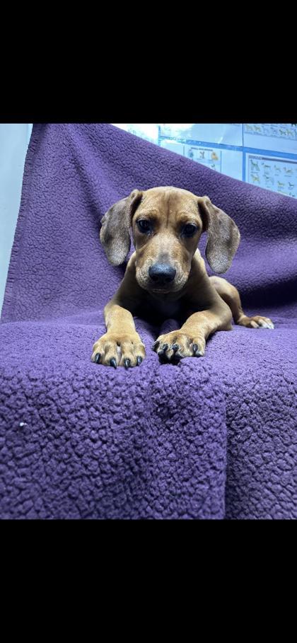 Enlarge Hellena, a Adoptable mixed breed in Moultrie, GA image 1/1