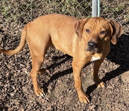 Hellena, Adoptable, Puppy Female Labrador Retriever & Mixed Breed.