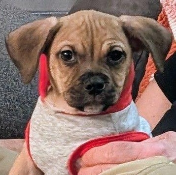 Enlarge Tani, a Adoptable mixed breed in Rochester, NY image 6/6