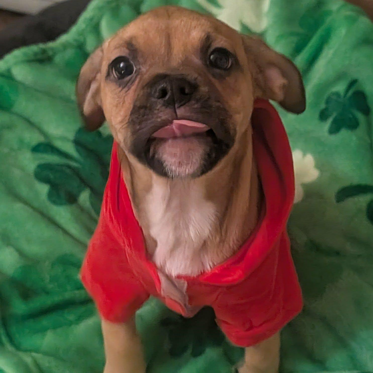 Tani, Adoptable, Puppy Male English Bulldog.