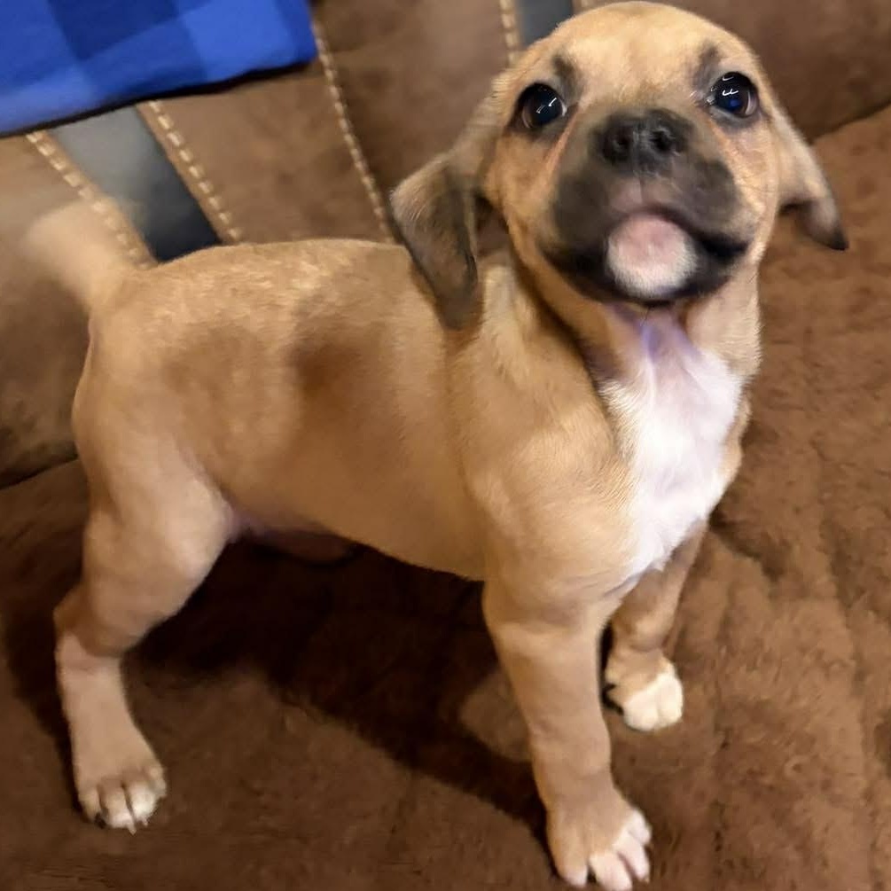 Enlarge Tani, a Adoptable mixed breed in Rochester, NY image 4/6