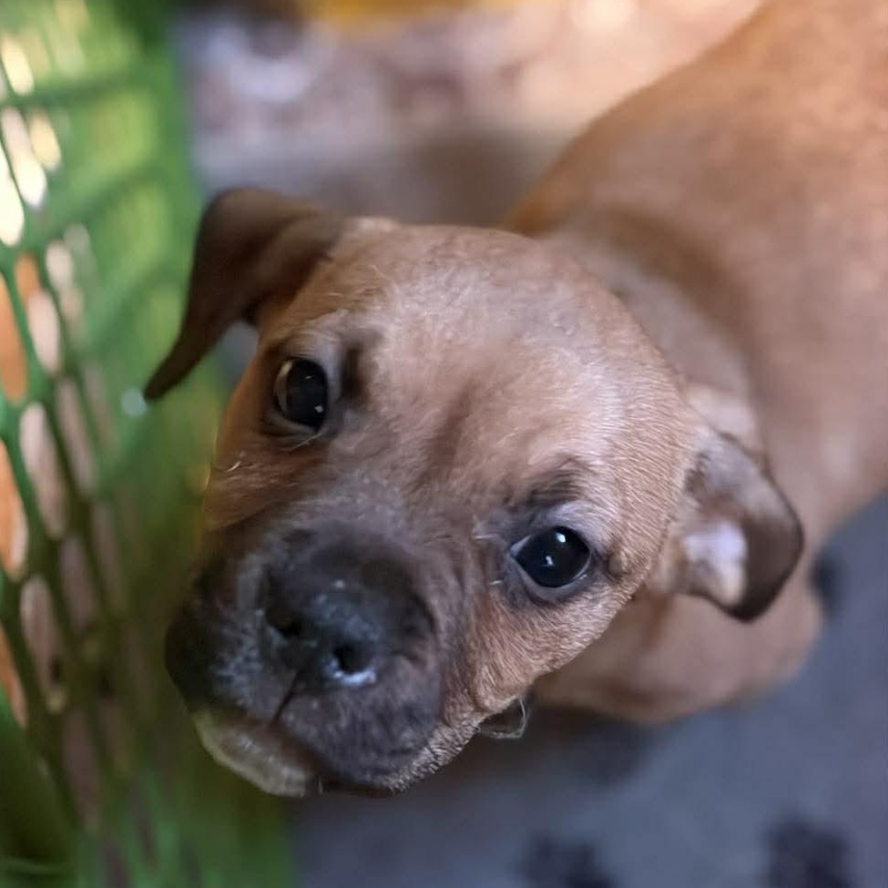 Enlarge Tani, a Adoptable mixed breed in Rochester, NY image 2/6