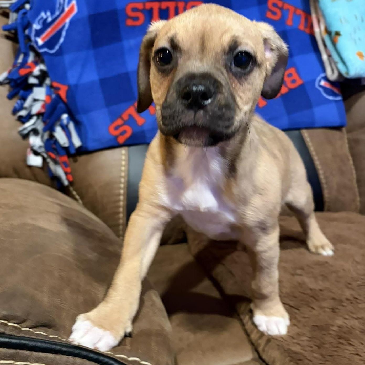 Enlarge Tani, a Adoptable mixed breed in Rochester, NY image 3/6