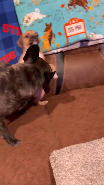 Enlarge Tani, a Adoptable mixed breed in Rochester, NY video 5/6