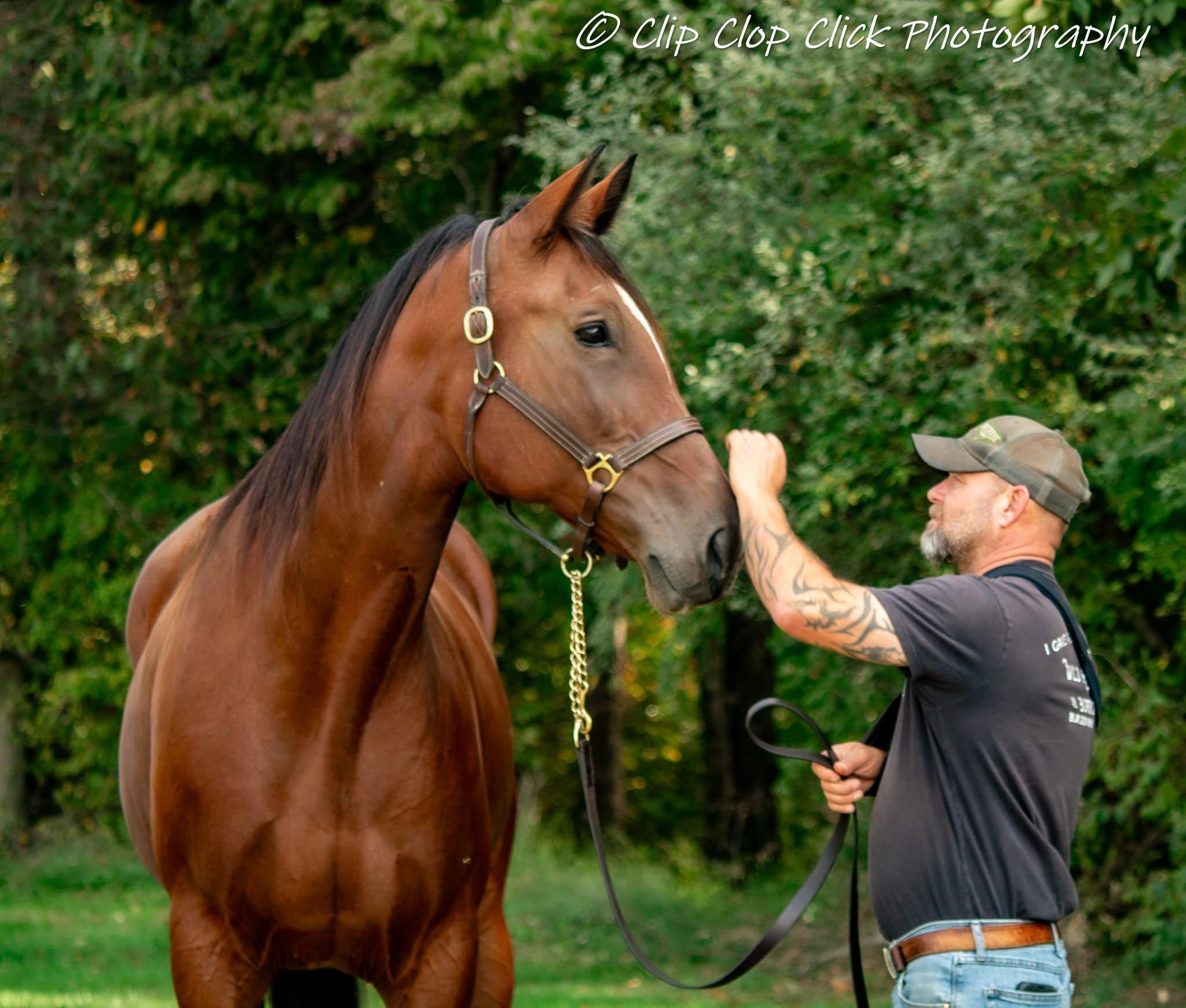 Enlarge Yvette, a Adoptable Standardbred in Huntington, WV image 3/5