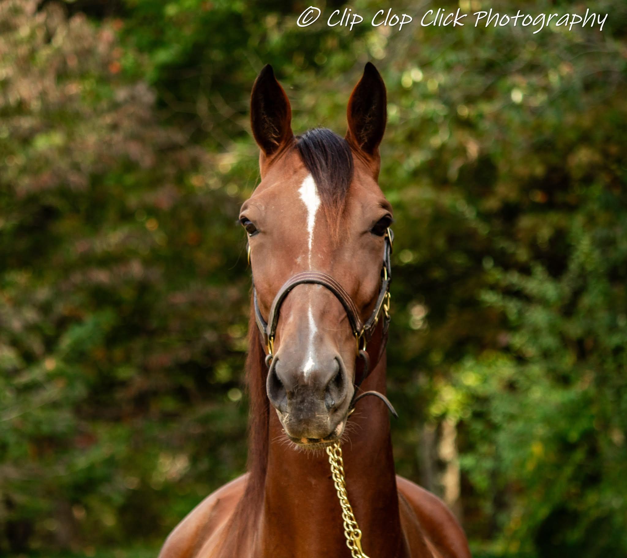 Enlarge Yvette, a Adoptable Standardbred in Huntington, WV image 5/5