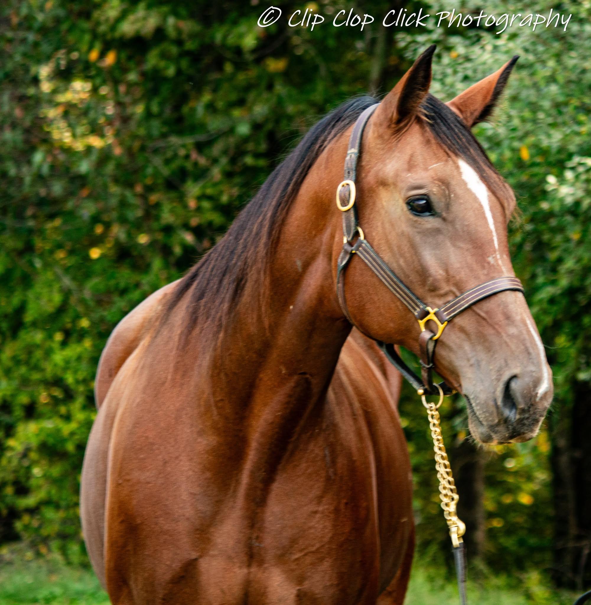 Yvette, Adoptable, Adult Female Standardbred.