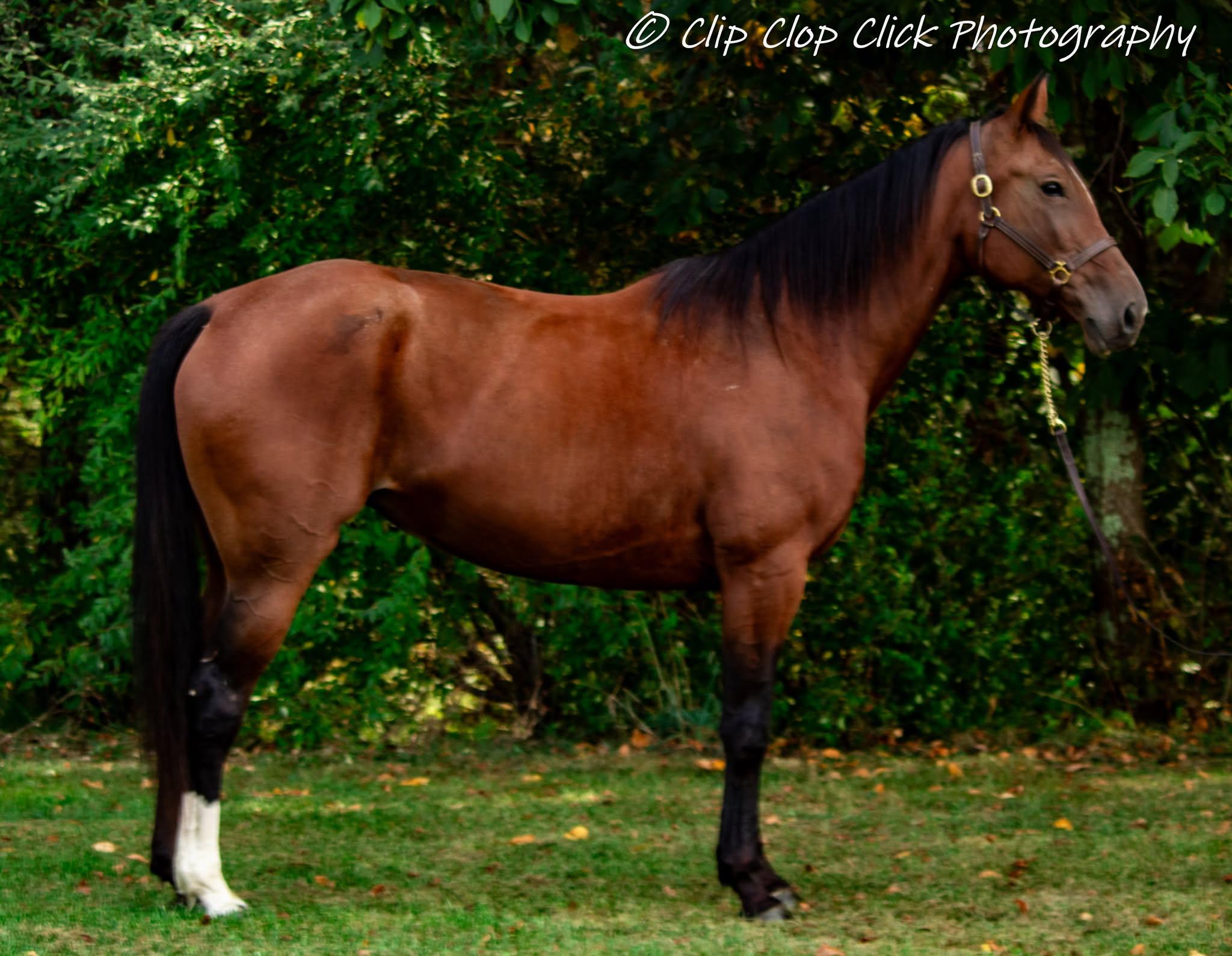 Enlarge Yvette, a Adoptable Standardbred in Huntington, WV image 2/5