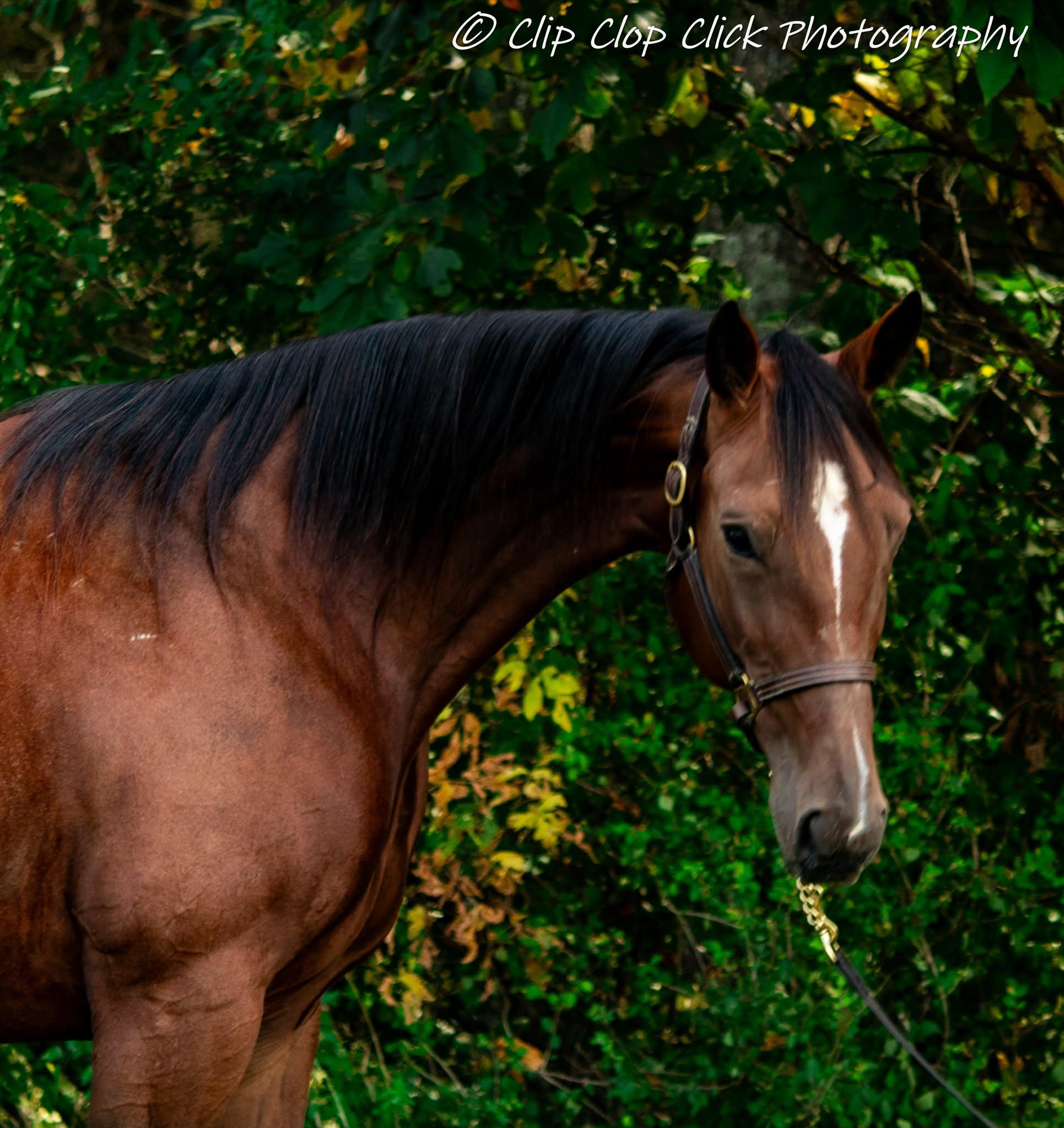 Enlarge Yvette, a Adoptable Standardbred in Huntington, WV image 4/5