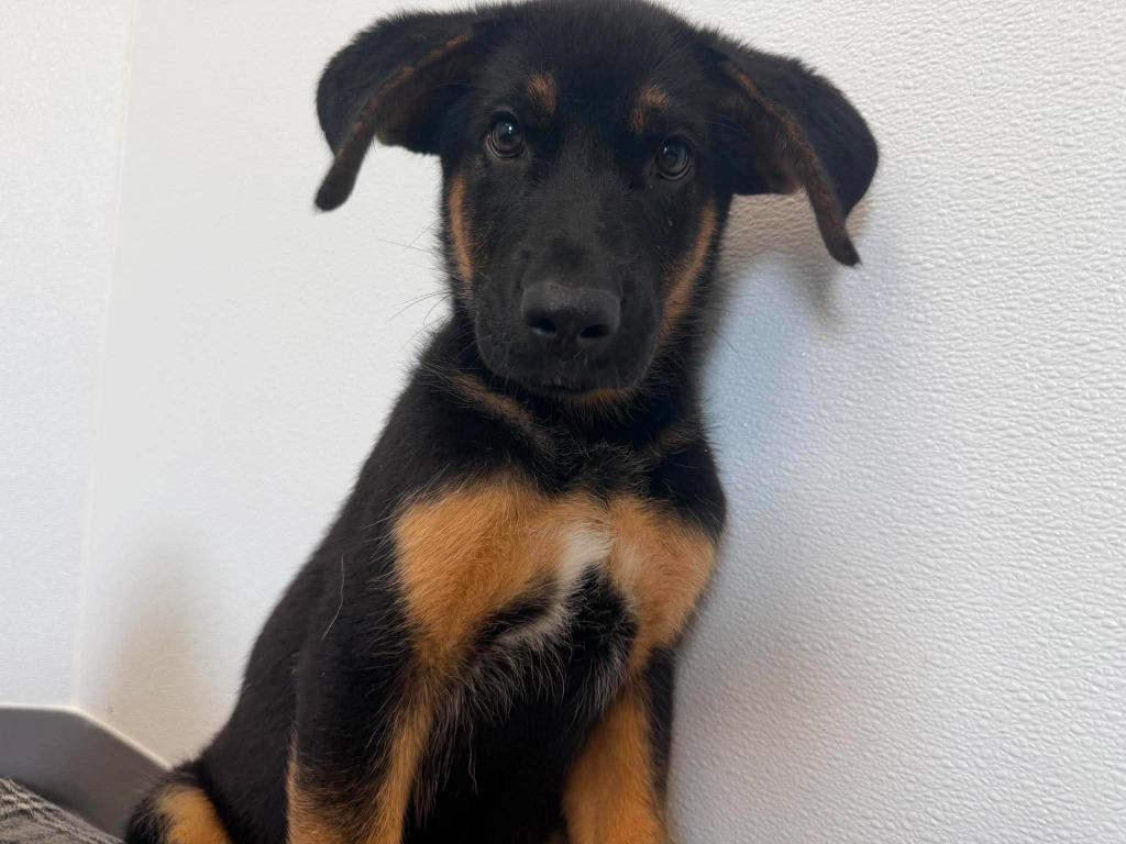 Gage, a Adoptable mixed breed in Raleigh, NC image 1/6