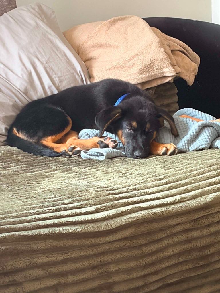 Gage, a Adoptable mixed breed in Raleigh, NC image 3/6