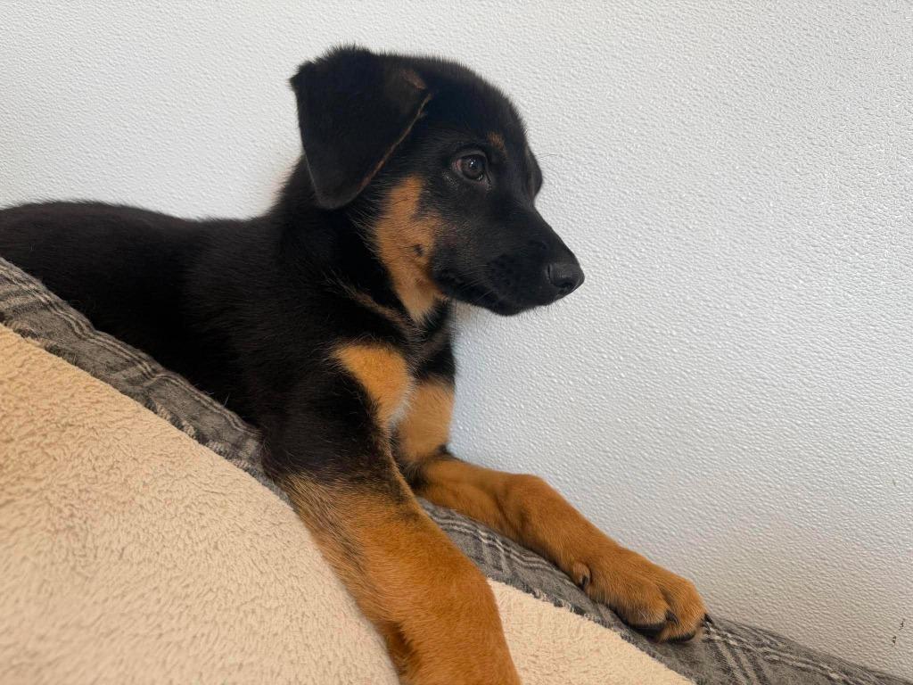 Gage, a Adoptable mixed breed in Raleigh, NC image 4/6