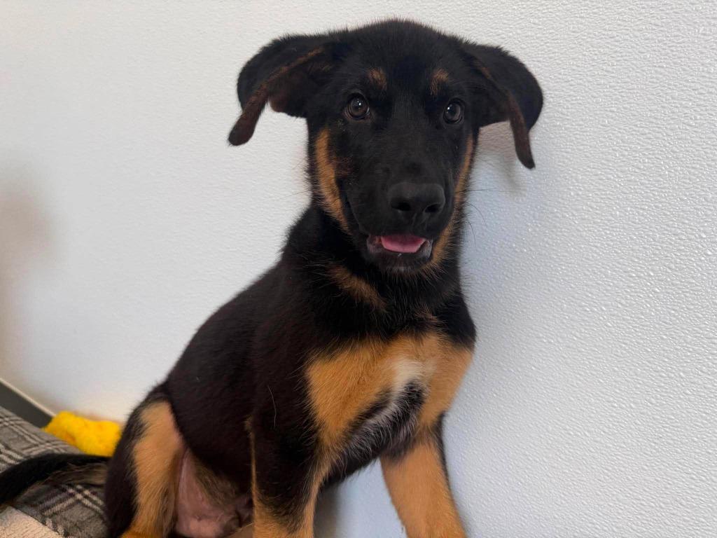 Gage, a Adoptable mixed breed in Raleigh, NC image 5/6