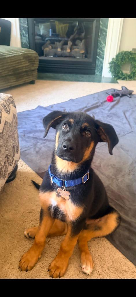 Enlarge Gage, a Adoptable mixed breed in Raleigh, NC image 2/6
