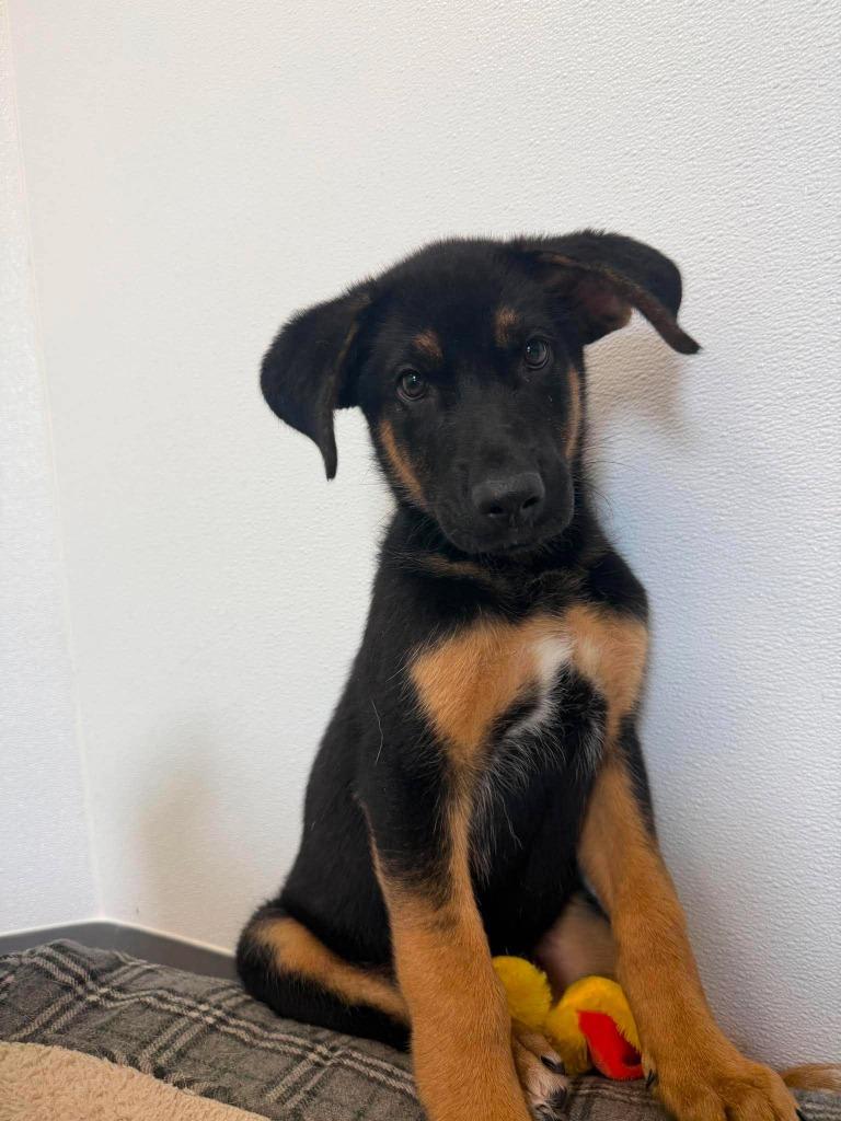 Gage, a Adoptable mixed breed in Raleigh, NC image 6/6