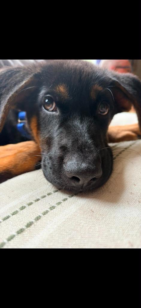 Enlarge Gage, a Adoptable mixed breed in Raleigh, NC image 3/6