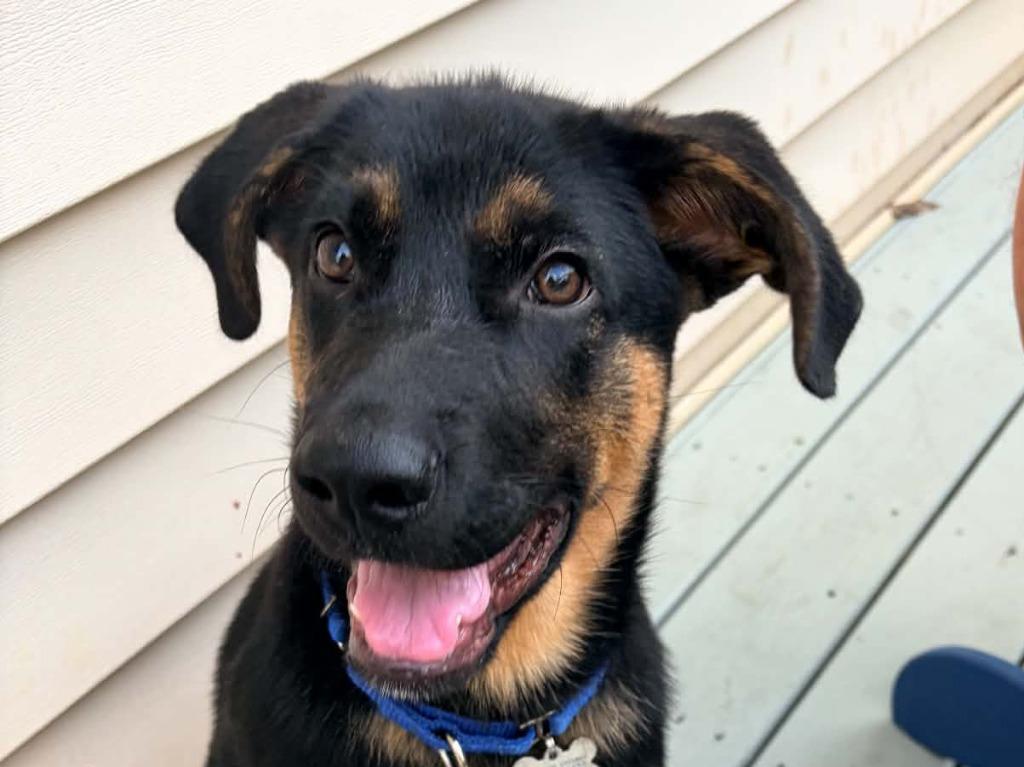 Enlarge Gage, a Adoptable mixed breed in Raleigh, NC image 4/6