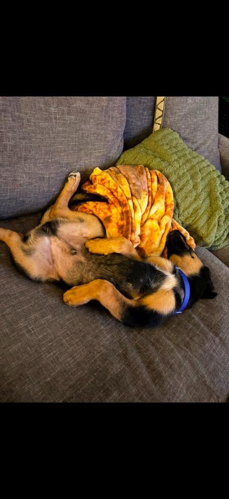 Enlarge Gage, a Adoptable mixed breed in Raleigh, NC image 5/6