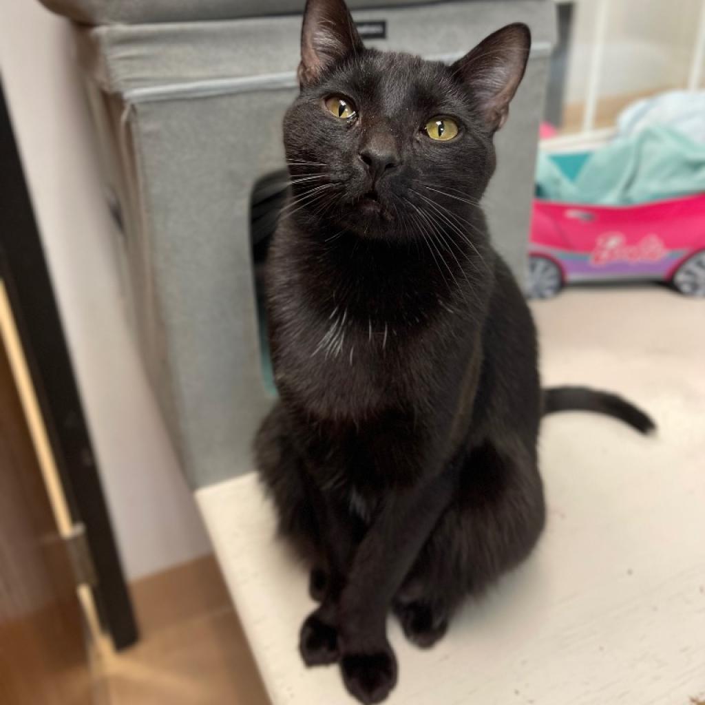 Enlarge Finch, a Adoptable Domestic Short Hair in Walden, NY image 1/1