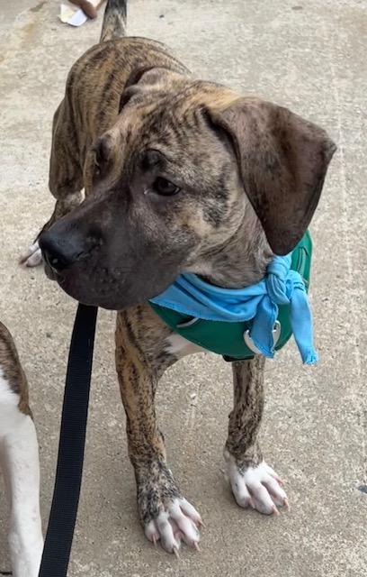 Enlarge Bradley-7/24/26, an adopted mixed breed in Lambertville, NJ image 5/5