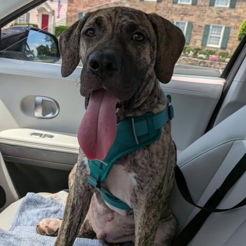 Enlarge Bradley-7/24/26, an adopted mixed breed in Lambertville, NJ image 2/5